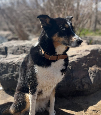 Black tan and white dog wearing a leather collar while standing on a rocky surface with a scenic view of mountains in the background