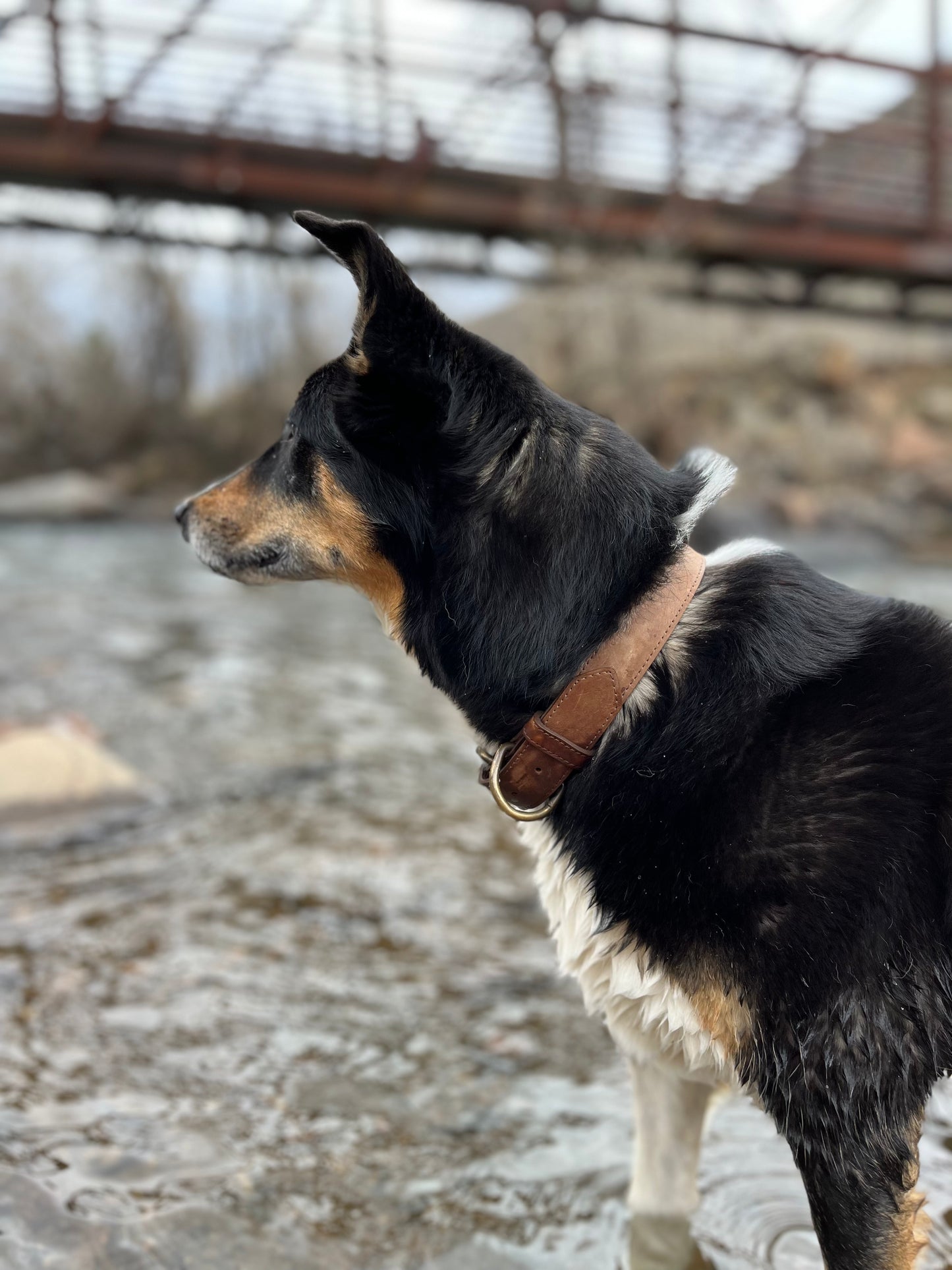 A black dog standing in shallow water, wearing a tan leather collar with brass hardware, with a metal bridge in the background