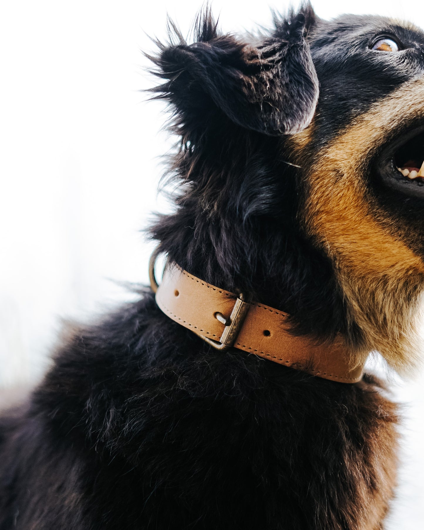 A close-up of a dog’s neck and head, wearing a tan leather collar with antique brass hardware, highlighting the fine stitching and craftsmanship of the collar