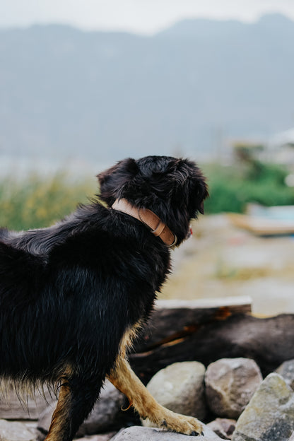 Black dog wearing a leather collar while standing on a rocky surface with a scenic view of mountains in the background