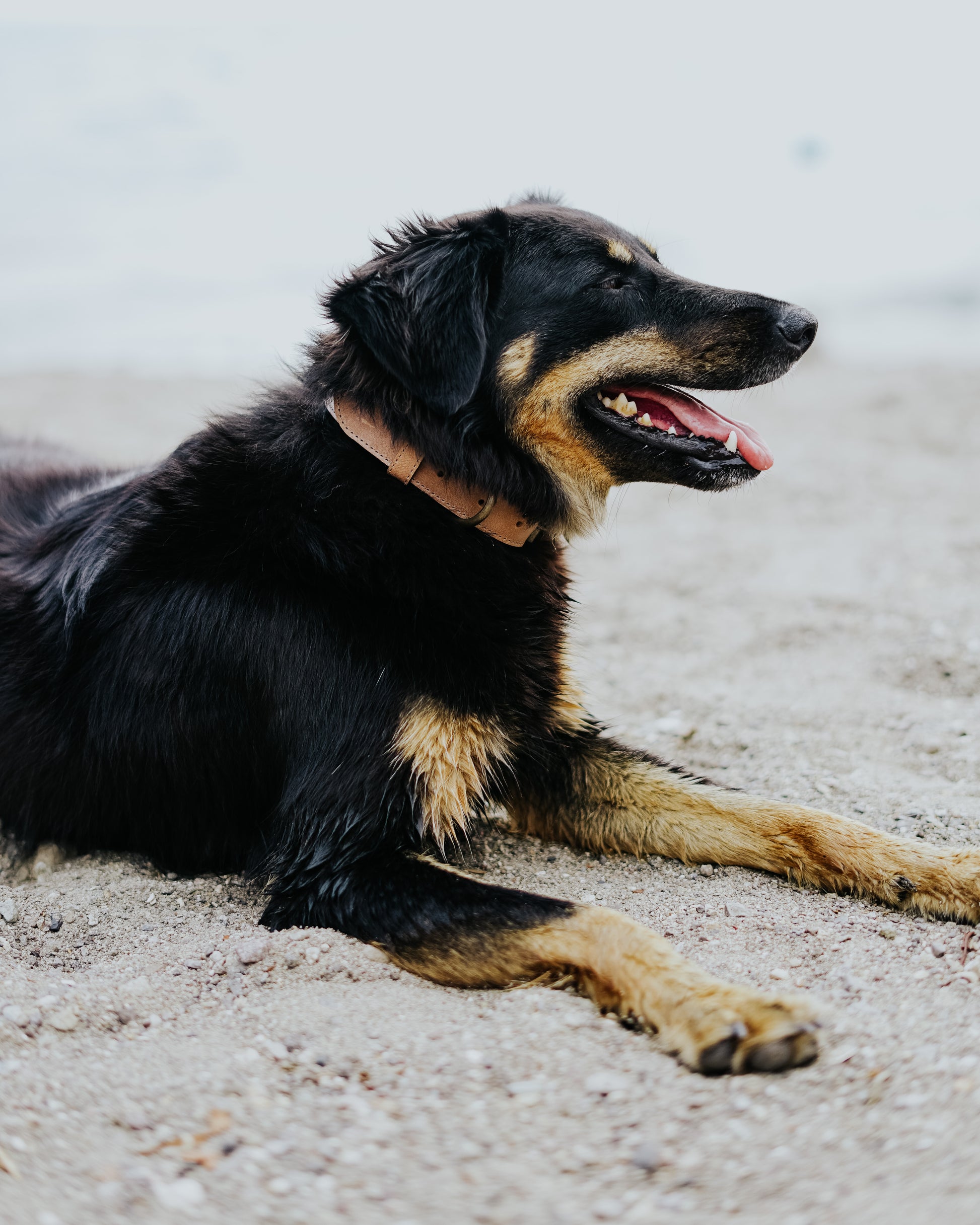 A black and tan dog resting on a beach, wearing a tan leather collar with antique brass buckle hardware, looking happy with its tongue out.